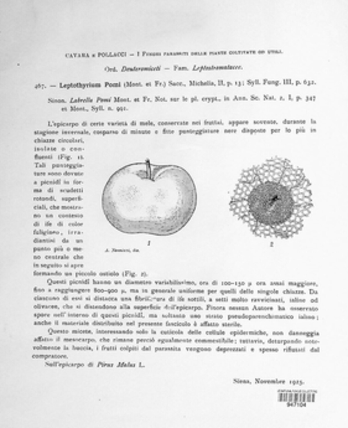 Schizothyrium pomi image